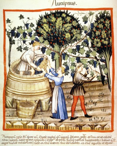 Automne : La récolte des raisins, illustration du Tacuinum Sanitatis Codex Vindobonensis - Italian School